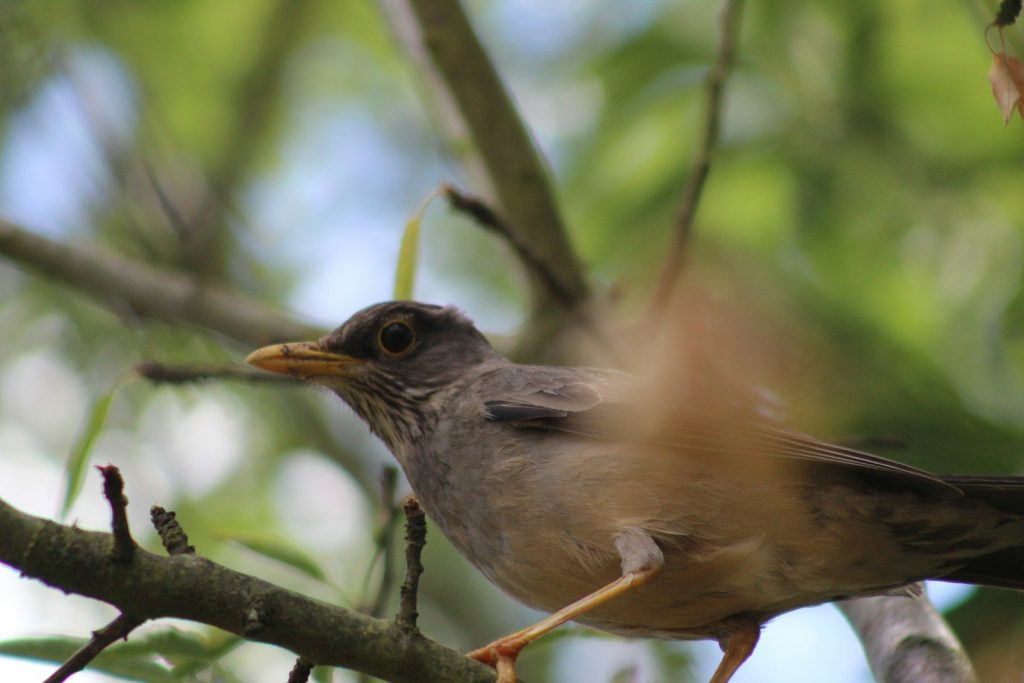 a bird sitting on a branch of a tree