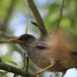 a bird sitting on a branch of a tree