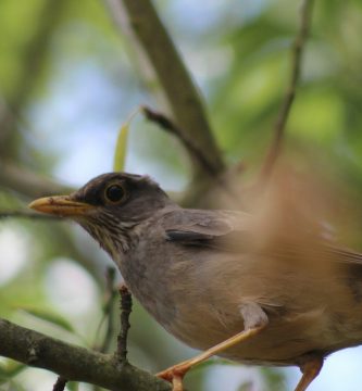 a bird sitting on a branch of a tree