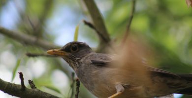a bird sitting on a branch of a tree